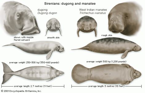 A great image pointing out the differences between manatees and dugongs